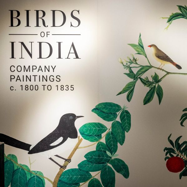 BIRDS OF INDIA
